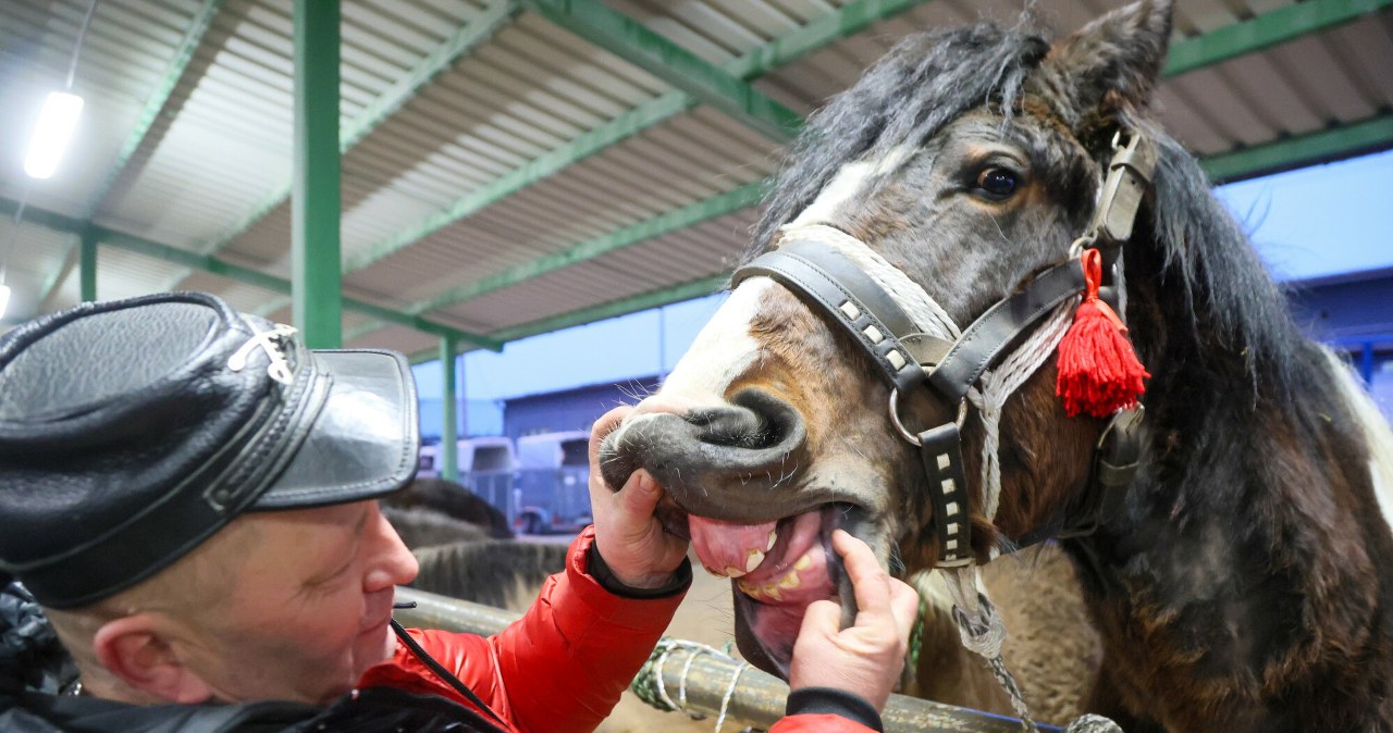 Tradycja, która trwa od czasów króla Władysława IV. Zgłoszono 200 koni