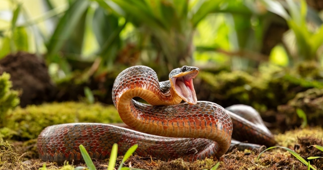 Strażnicy wezwani do egzotycznego węża byli zdumieni. Co straszy w Tychach?