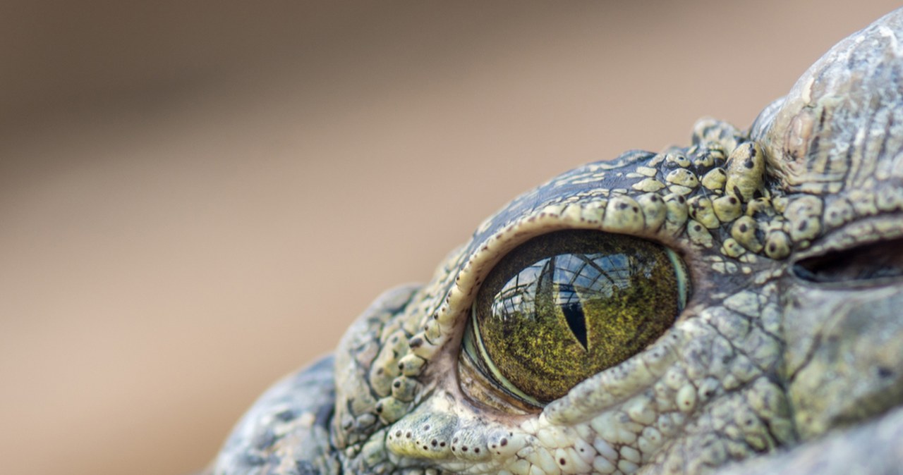 Krokodyle żyły na drzewach i polowały jak lamparty. Niezwykłe odkrycie w Australii