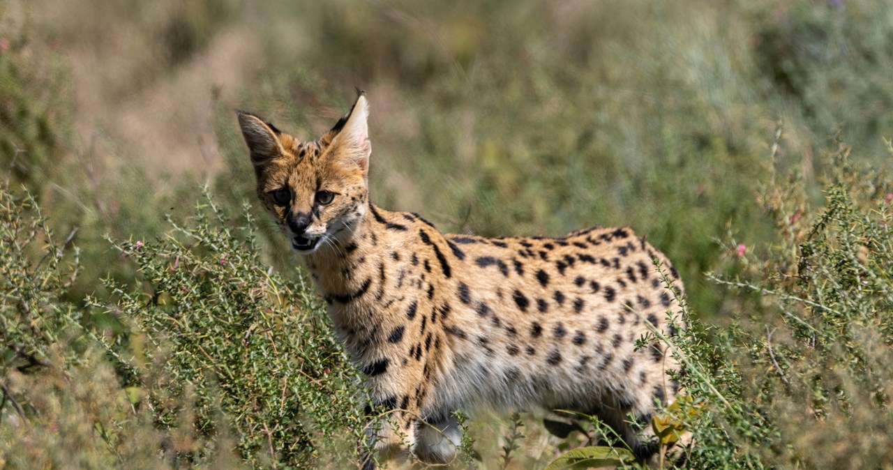 Serwal na wolności pod Olsztynem. Uciekł podczas karmienia