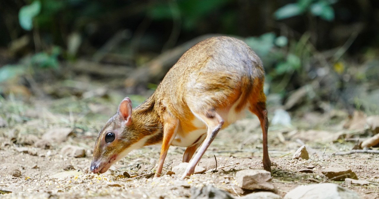 ​Myszojeleń urodził się w stołecznym zoo. Imię wybierze zwycięzca aukcji WOŚP