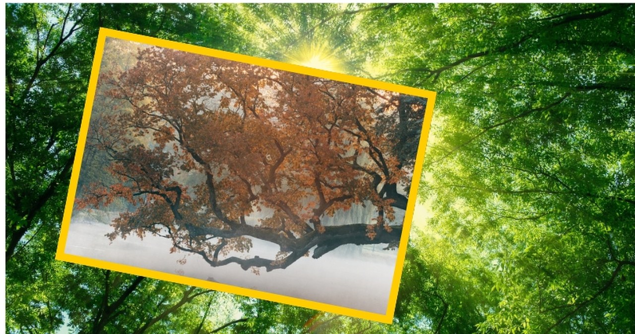 Polski wiąz walczy o tytuł Europejskiego Drzewa Roku