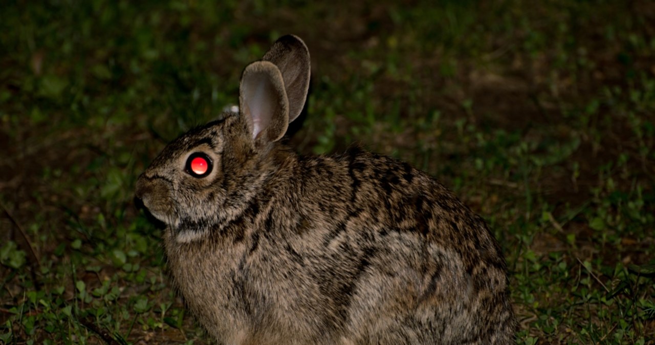 Demoniczne zające "zombie". Czym są futrzaki z naroślami?
