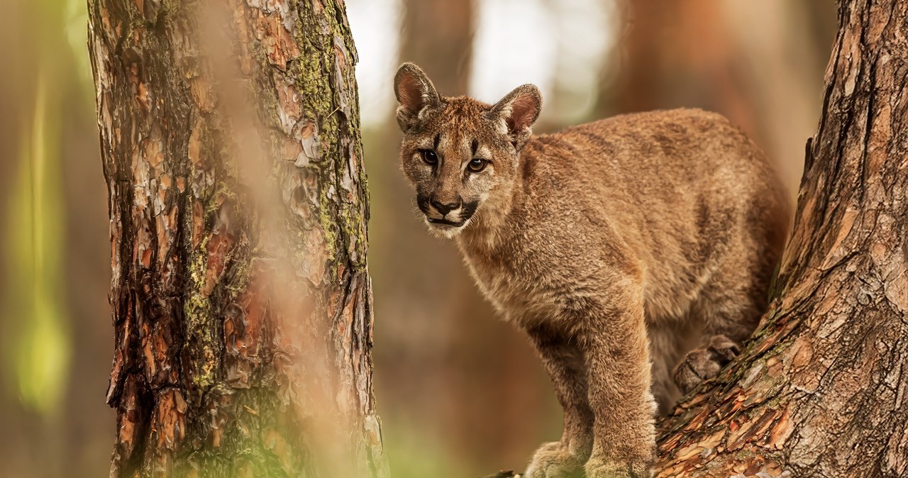 Puma zaatakowała 11-latkę. Dramatyczne chwile przed domem