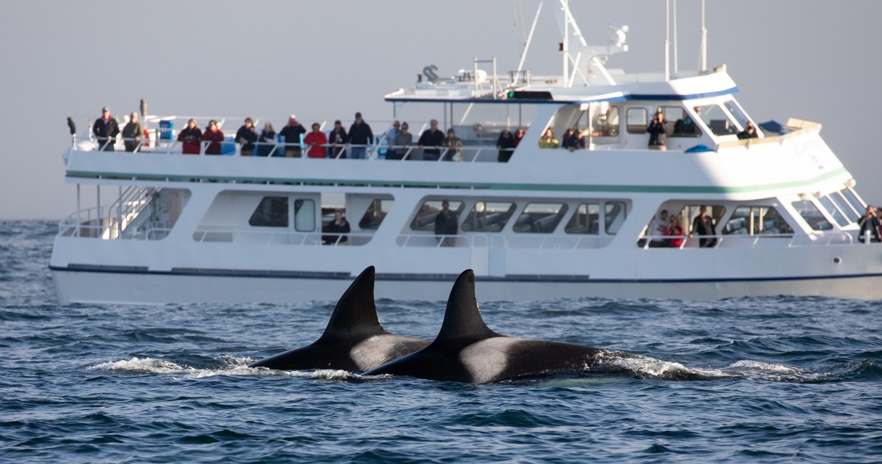 ​Agresywne orki u wybrzeży Portugalii. Kolejny jacht zaaakowany