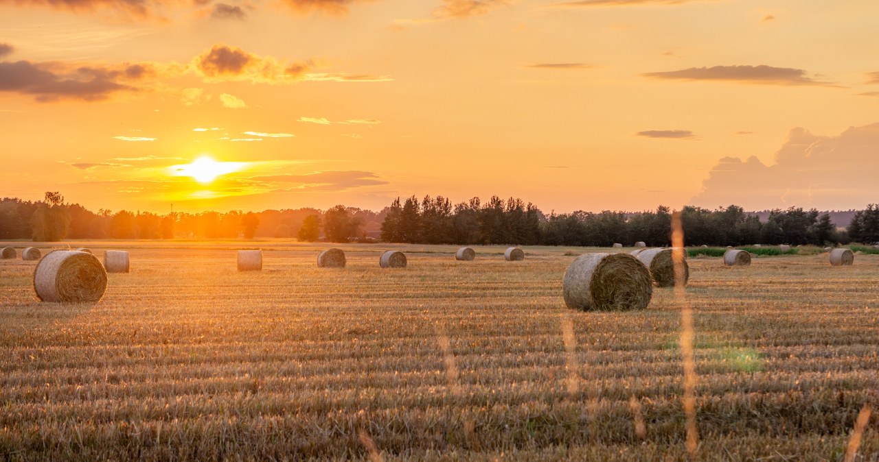 Zakaz sprzedaży państwowej ziemi rolnej wydłużony. Jest decyzja Sejmu