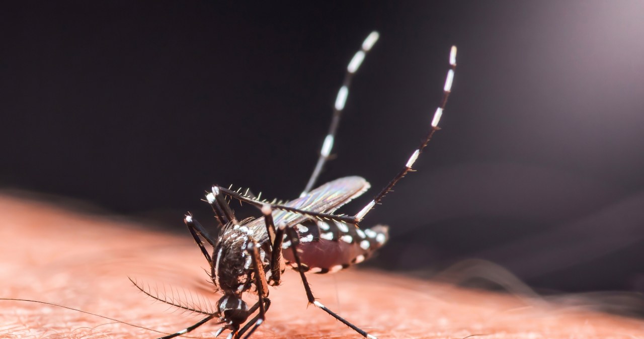 Tropikalna choroba dotarła do Europy. "Ekspansja to tylko kwestia czasu"