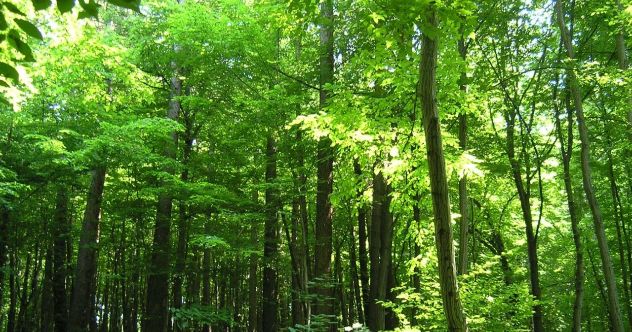 Piękne widoki i leśne ścieżki. Teraz możesz spacerować tam legalnie