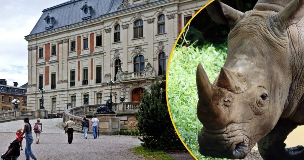 ​Gdzie są rogi nosorożca? Zuchwała kradzież w Pszczynie