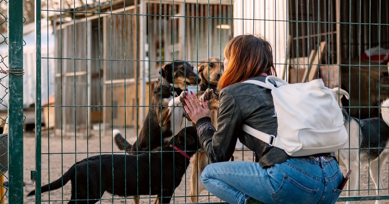 Rewolucja w opiece nad bezdomnymi zwierzętami. Tysiące psów i kotów zagrożonych