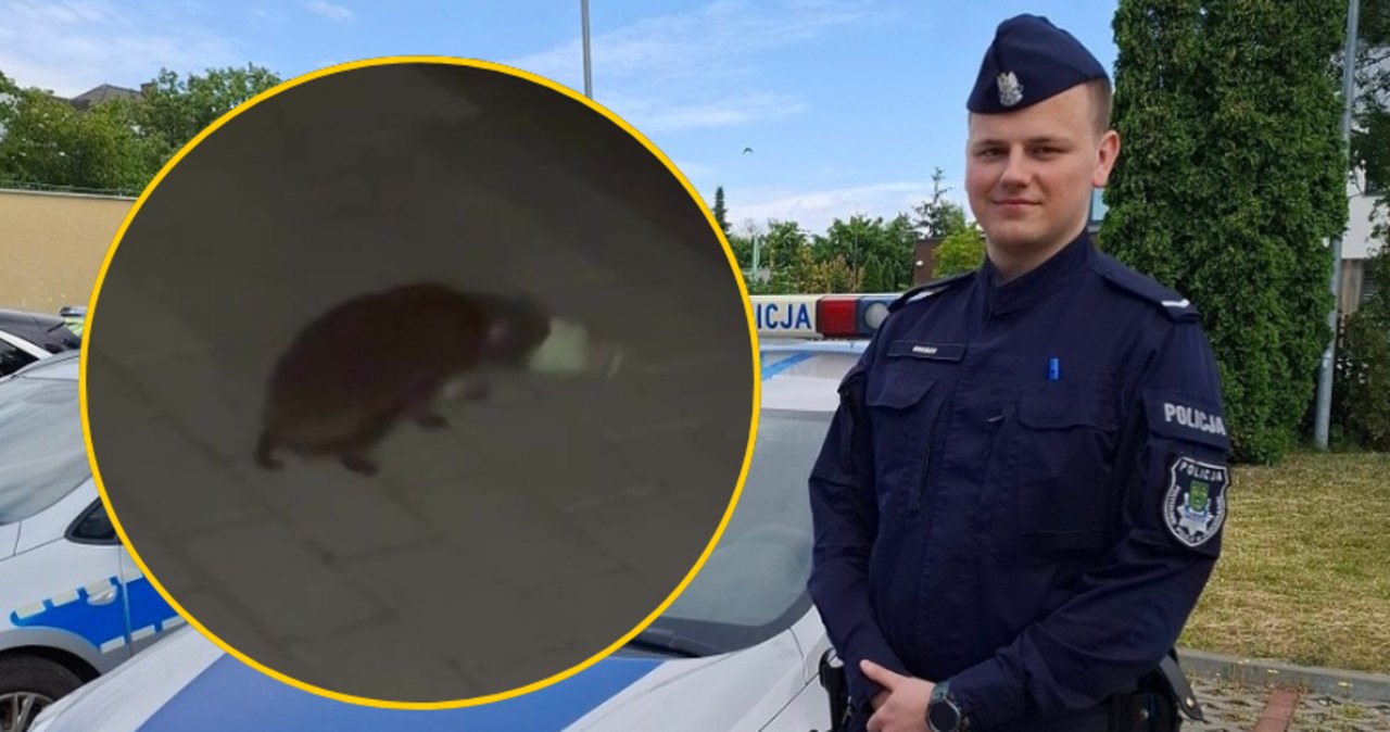 Policjanci uratowali sympatycznego jeża