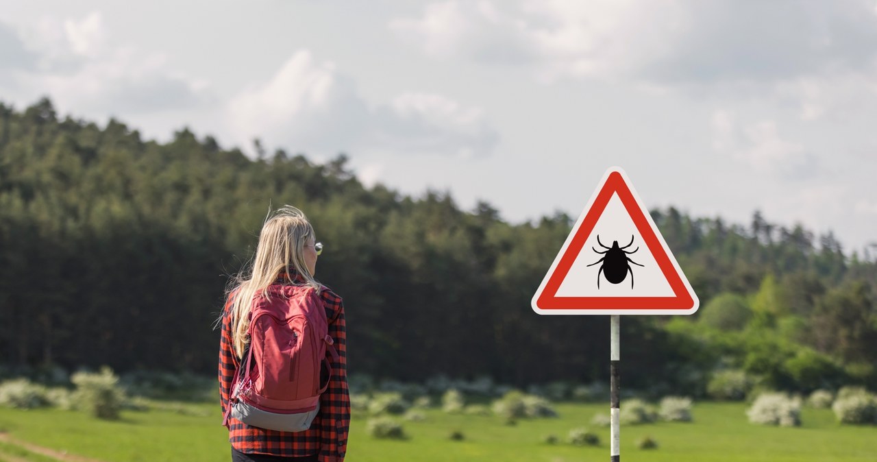 Coraz większa liczba zakażonych boreliozą na Dolnym Śląsku
