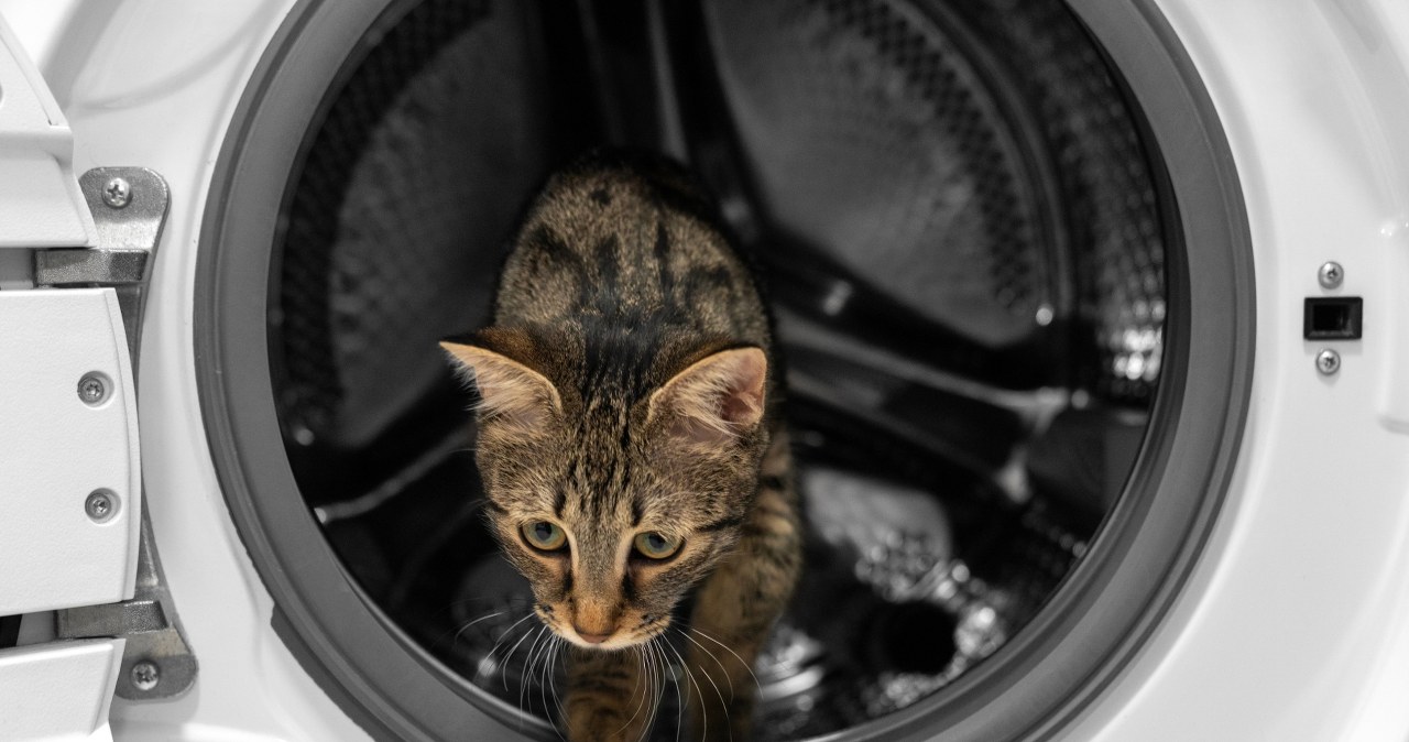 Kot przeżył cykl prania. "Spojrzałam na drzwiczki pralki i zobaczyłam ogon"