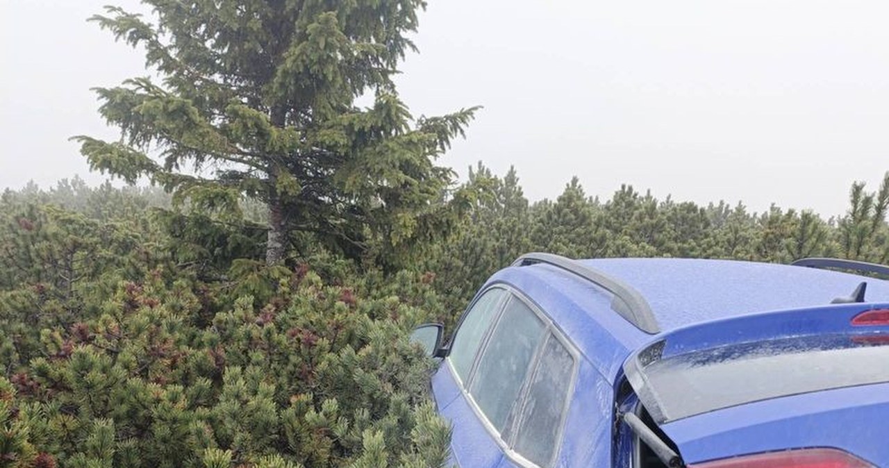 ​Skradziona skoda ukryta wysoko w górach. Karoseria wystawała spod kosodrzewiny