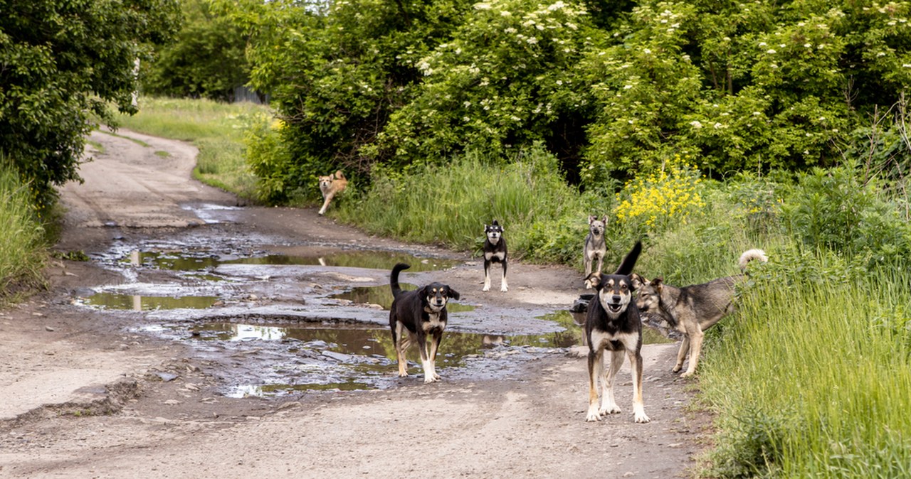 Koszmar na grzybobraniu. Psy zagryzły kierowcę ciężarówki