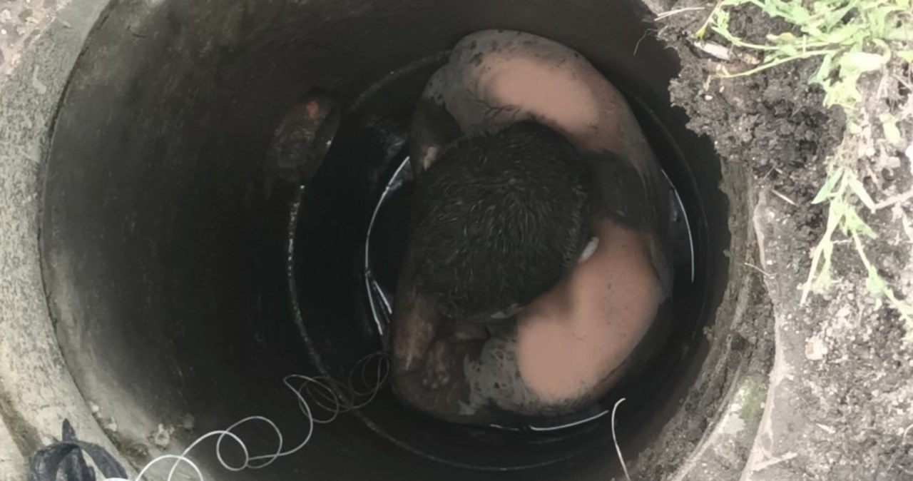 ​Utknął w studzience kanalizacyjnej trzy metry pod ziemią. Jak tam trafił?