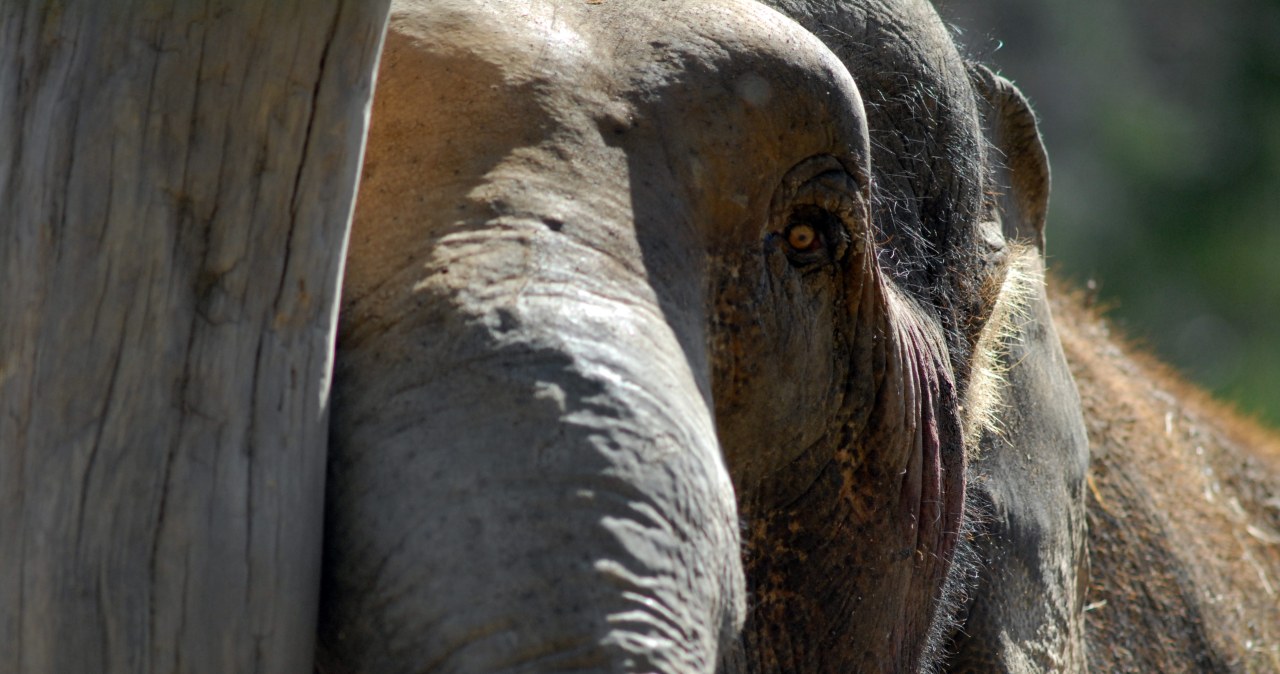 Nie żyje Katka - najstarsza słonica w Europie. Gdańskie zoo żegna swoją legendę