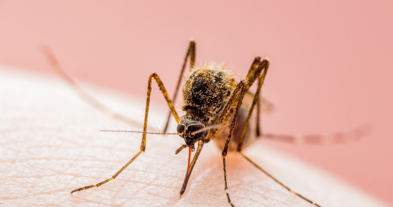 Władze wydały alert. Wykryto ogniska groźnej choroby wirusowej