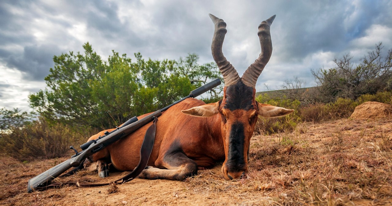 ​Kolejna "antymyśliwska" ustawa w Sejmie. Cel: Zakaz importu trofeów zwierzęcych