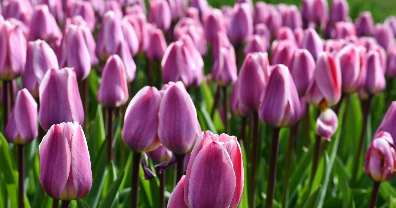 Ogród Botaniczny w Łodzi tonie w tulipanach. Zobacz to podczas majówki