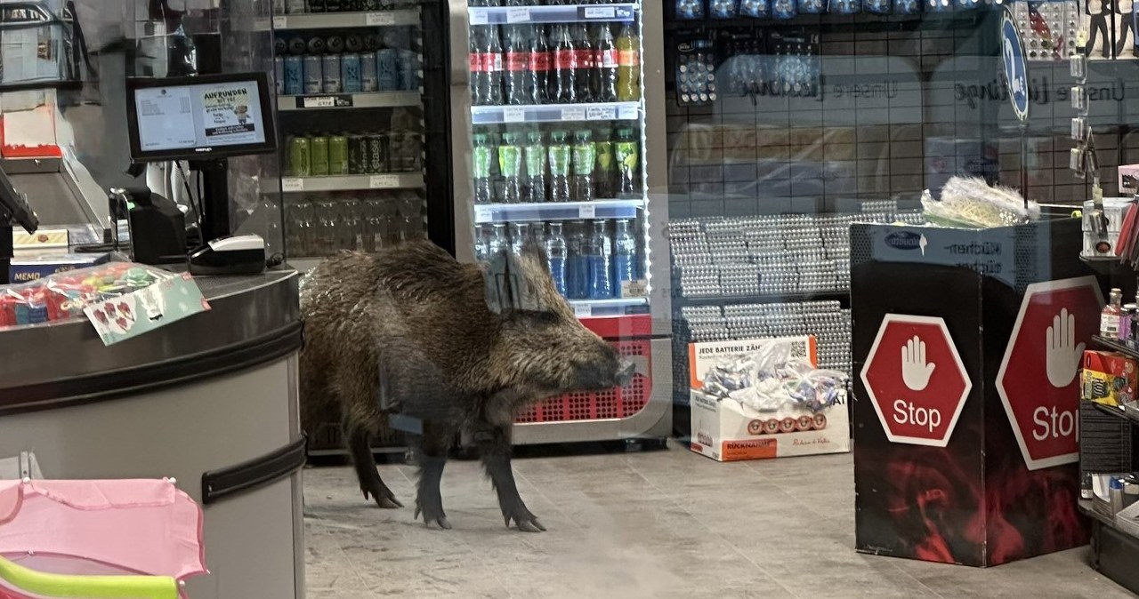 Dzik wtargnął do centrum handlowego. Pracownicy zoo i policja próbują go złapać