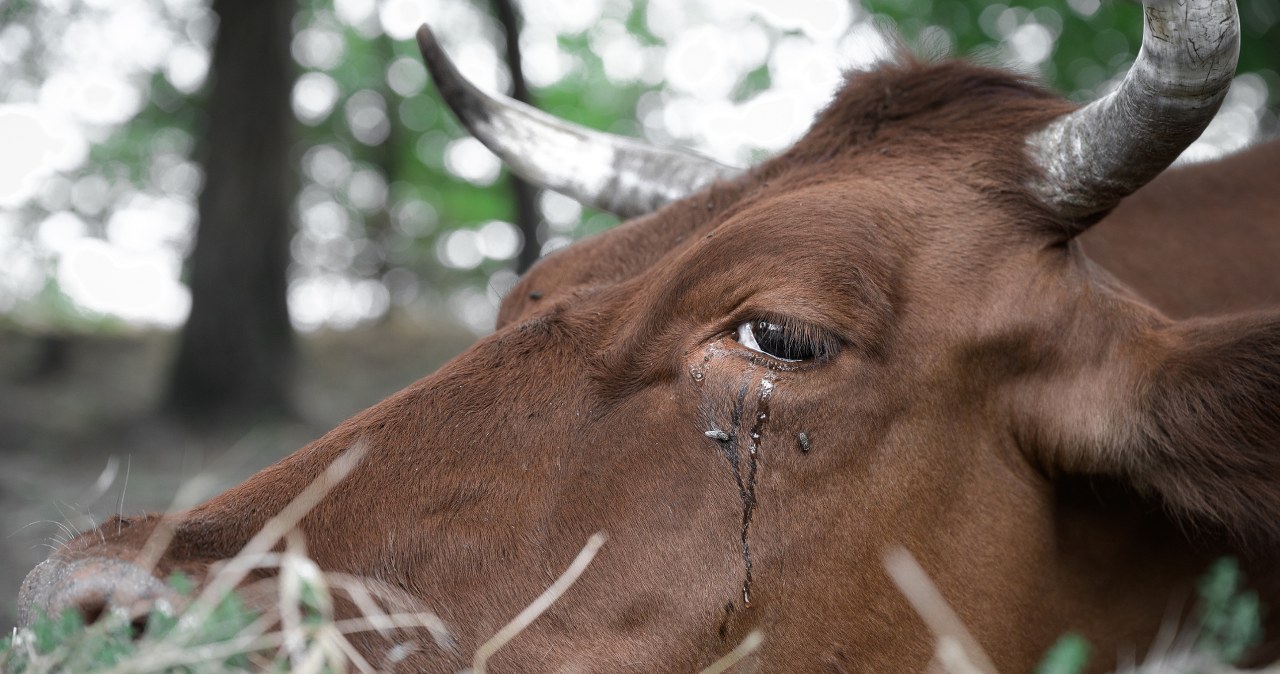 Okrucieństwo w gospodarstwie. 75-latek znęcał się nad zwierzętami, szokujące szczegóły