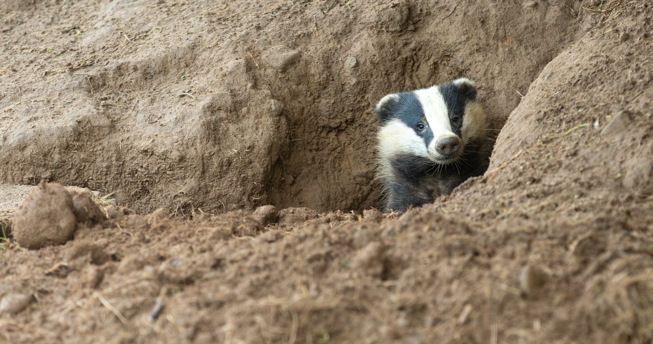 Nowy lokator w Łazienkach Królewskich. Apel o ciszę i spokój