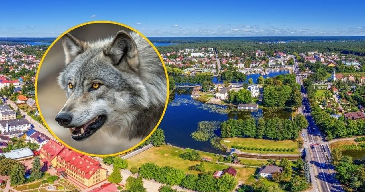 Petardy, pistolety, klaksony. Augustów ma pozwolenie na płoszenie wilków