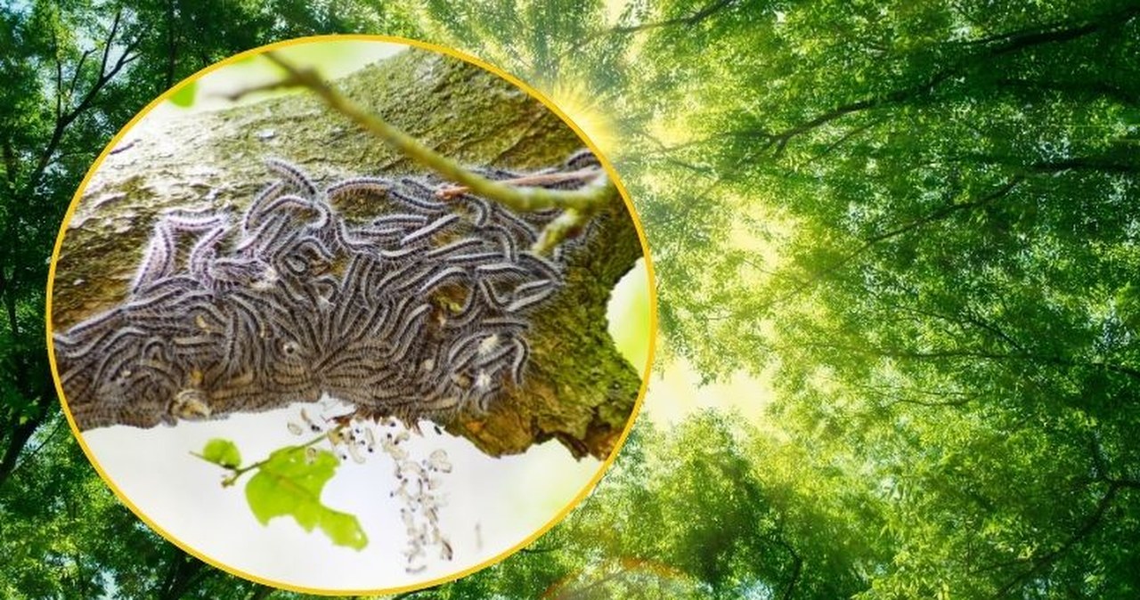 Uwagaj na włochate gąsienice. Kontakt z nimi może skończyć się w szpitalu