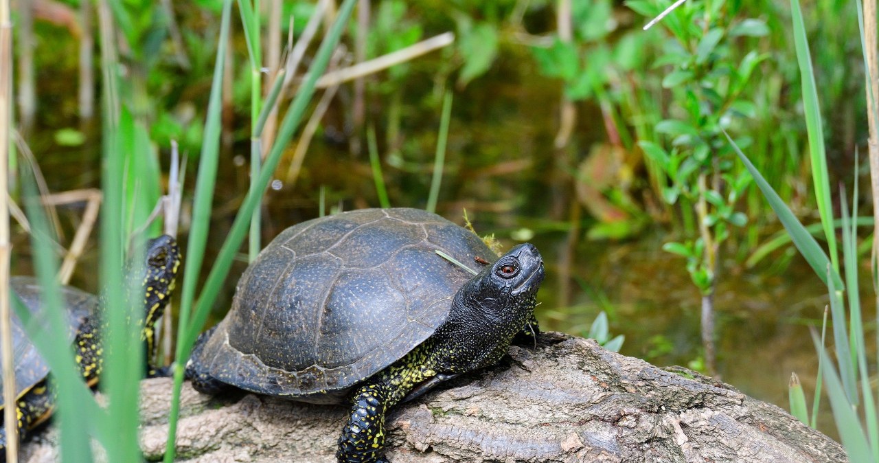 Żółwie błotne w gratisie. Policja zatrzymała 67-letniego wędkarza