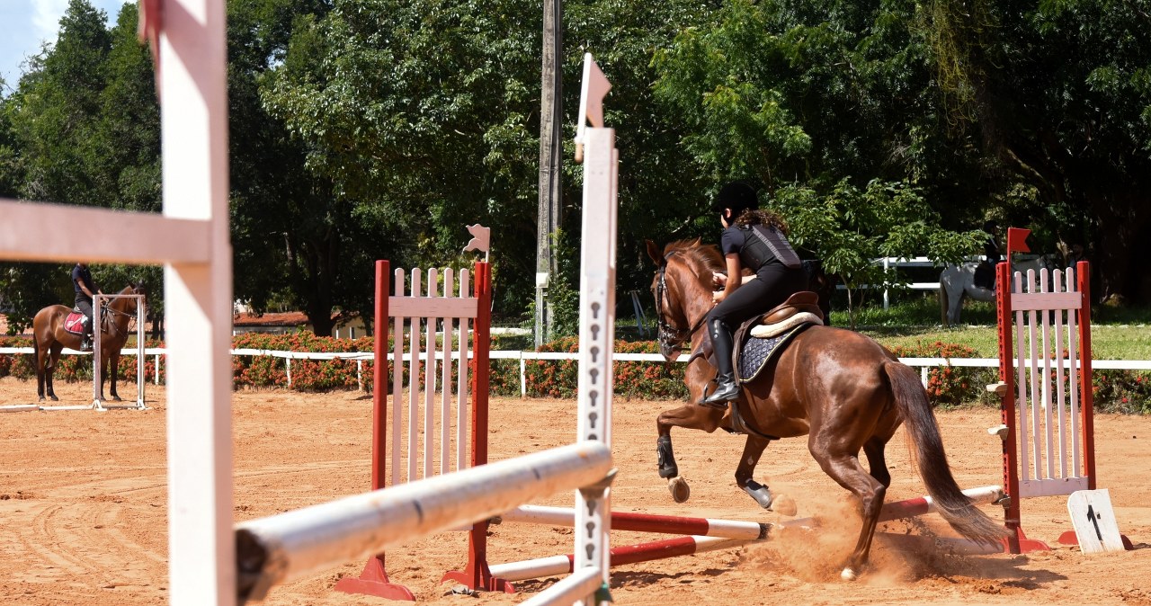Dramat w ośrodku jeździeckim. Operator wózka widłowego zabił konia