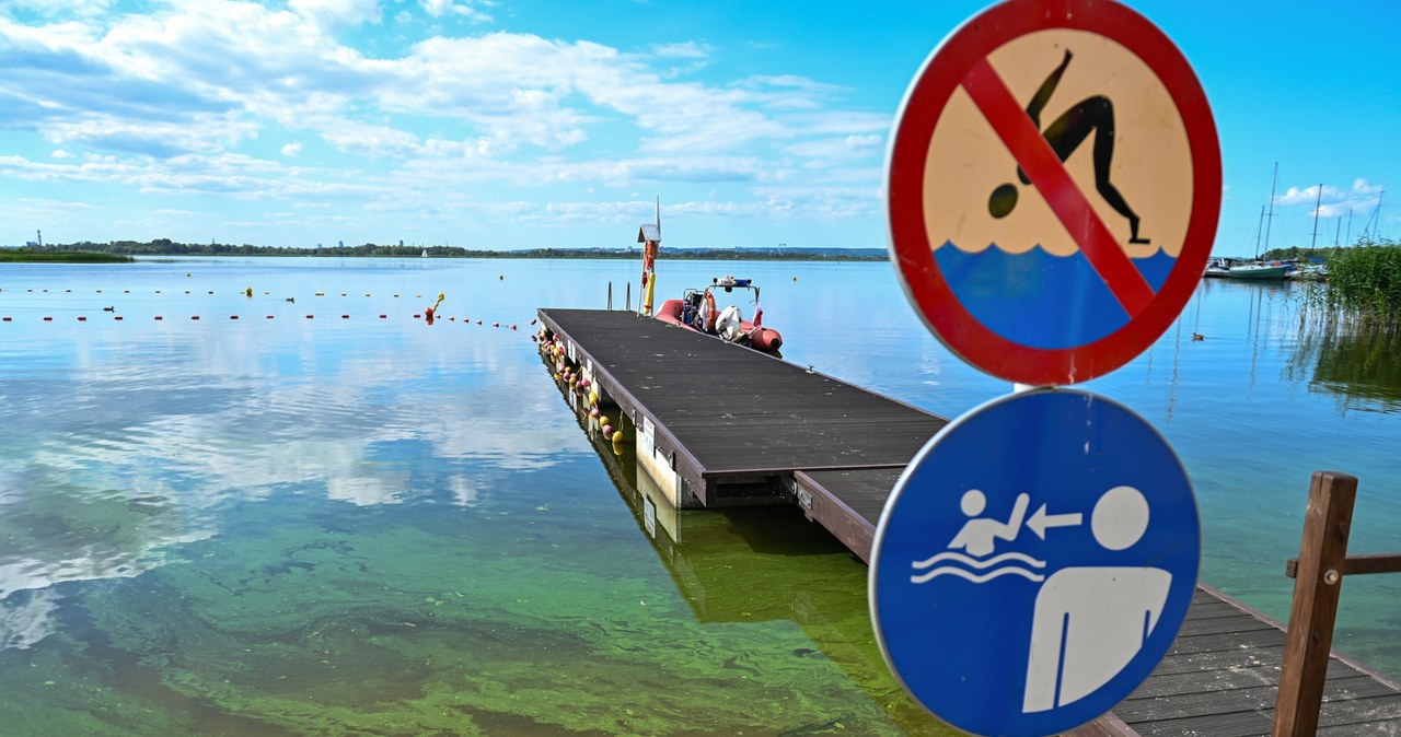 Sinice na Kaszubach. Zakwitły w jednym z jezior