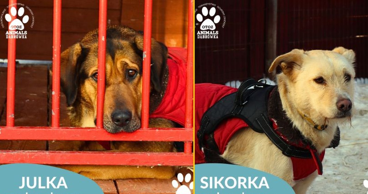 Pilny apel schroniska na Pomorzu. Poszukiwane są domy tymczasowe dla psów