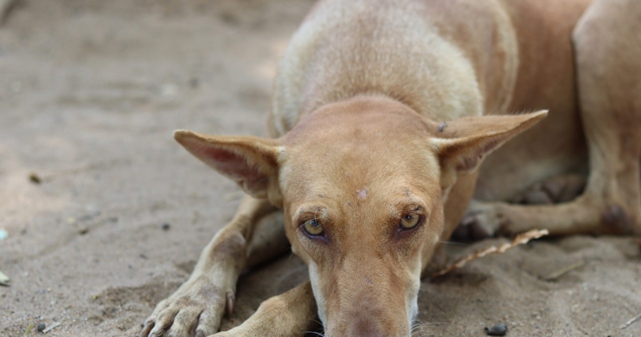 Dramat zwierząt w dwóch świętokrzyskich miejscowościach. Policja ujawnia szczegóły