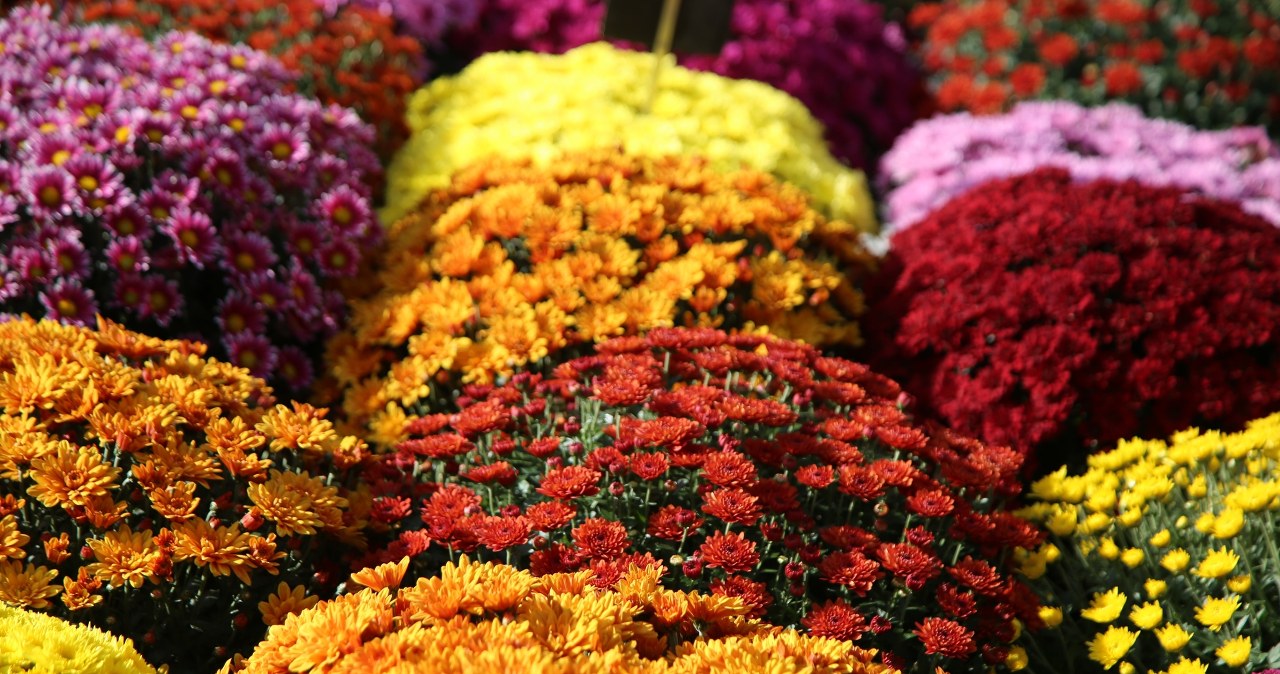 Ceny chryzantem na Wszystkich Świętych 2025. Ile zapłacimy za kwiaty na groby?