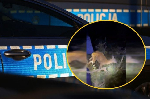 Sarna utknęła w ogrodzeniu. Nietypowa interwencja we Włoszczowie