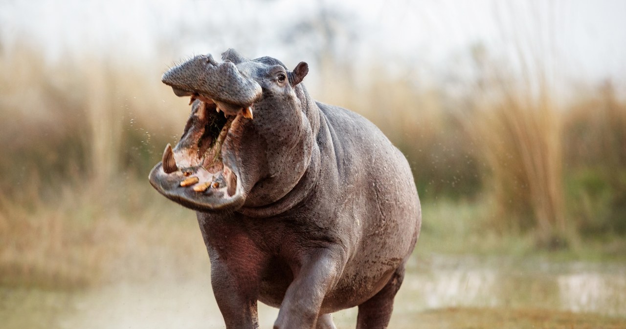 Hipopotamy Pabla Escobara do odstrzału