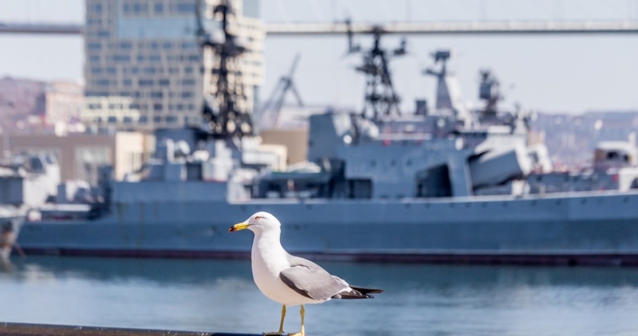 Niemcy pod obserwacją. Co kryje się za lotami rosyjskich dronów?