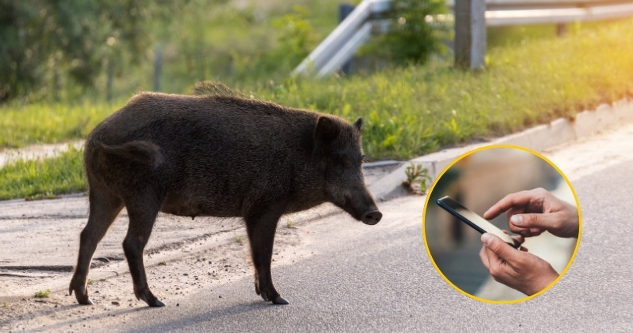 Zgubiłeś psa lub spotkałeś dzika? Możesz zgłosić to w specjalnej aplikacji