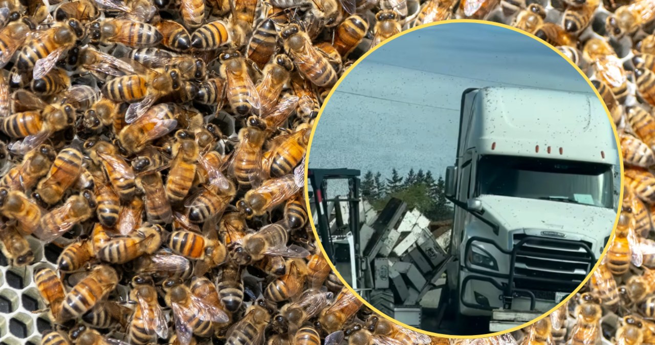 Uciekło 250 milionów pszczół. Władze wydały ostrzeżenie