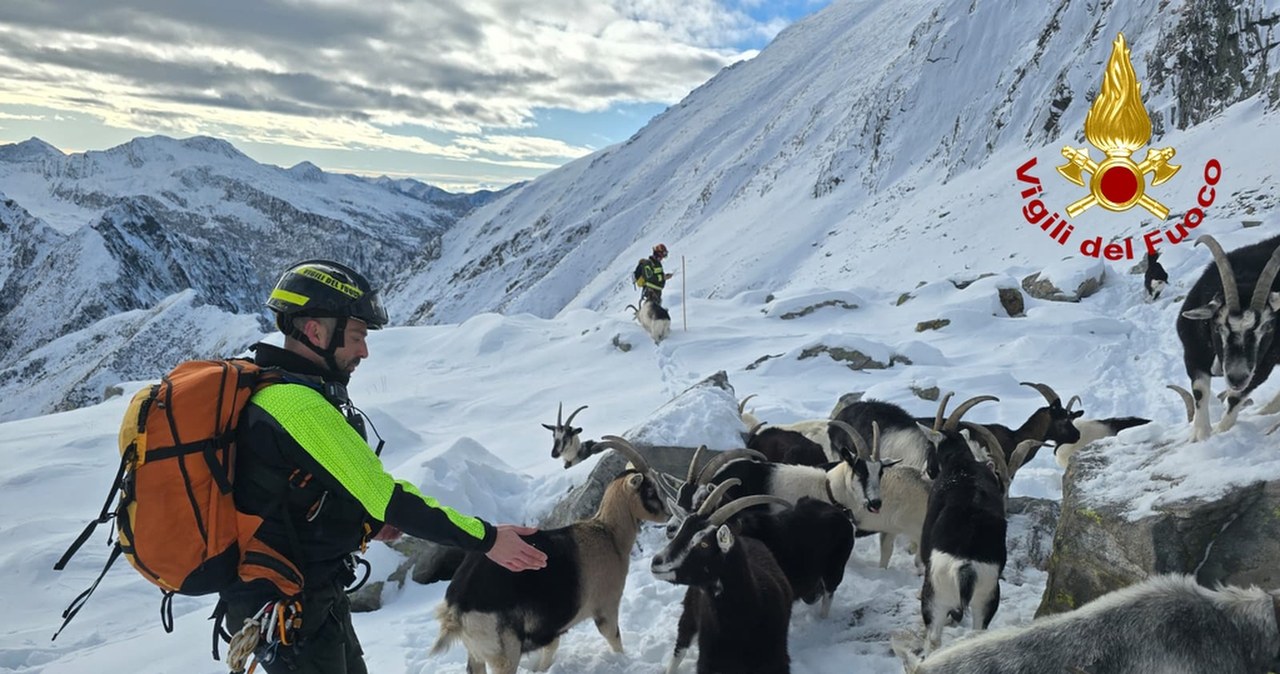 Atak wilków i dramat pasterki. Tak ratowano kozy na wysokości 2500 metrów