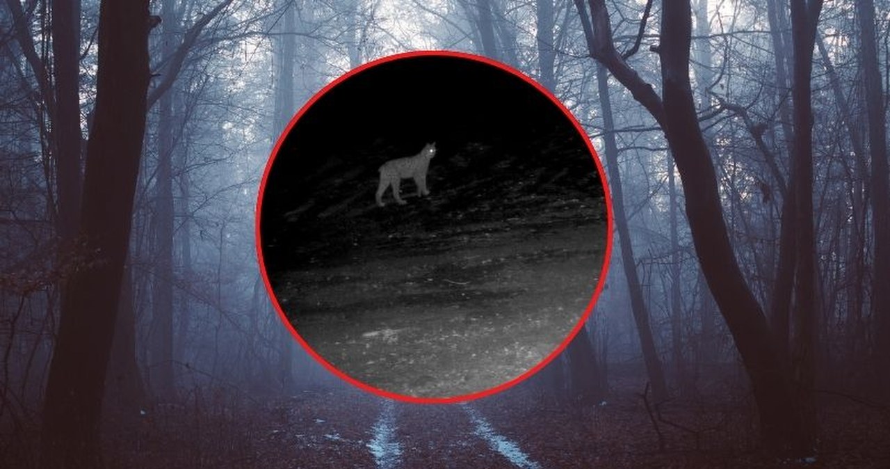 Nocne krzyki rysi w sądeckich lasach. Leśnicy pokazali wyjątkowe nagranie