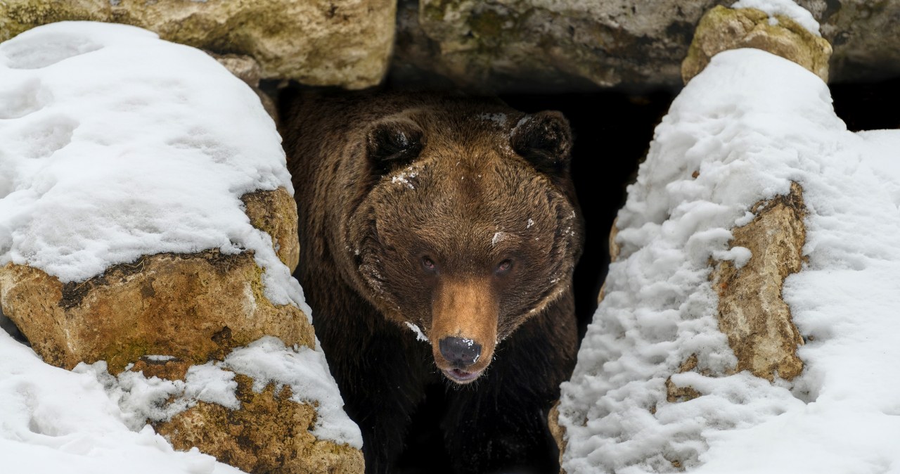 Kiedy niedźwiedzie budzą się z zimowego snu?