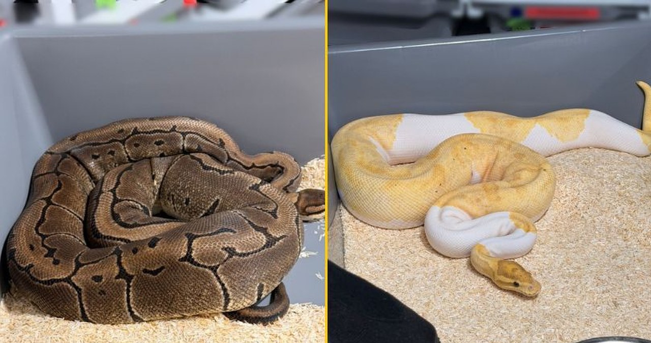 148 pytonów królewskich w mieszkaniu w Krakowie. Jeden uciekł na klatkę schodową