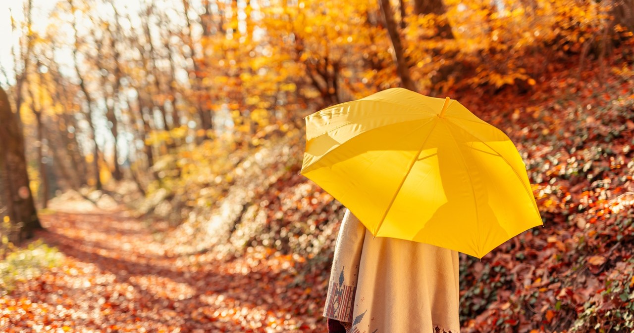 Dlaczego drzewa wcześniej gubią liście? Eksperci z Wrocławia wyjaśniają