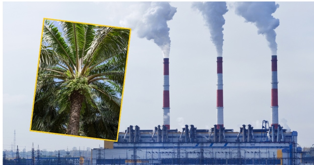 Zima, jakiej dawno nie było. Pracuje najmocniejszy kocioł, a palą nie byle czym