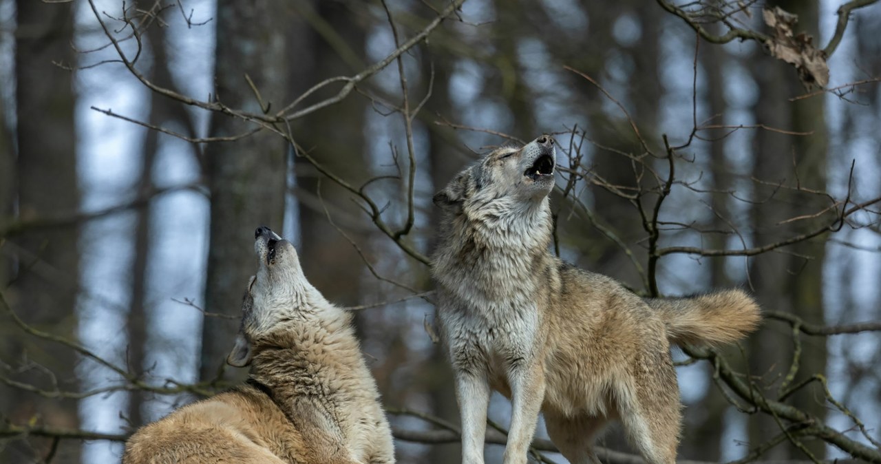 To nie wilki podeszły blisko domów w Pleszewie. Ekspert wyjaśnia