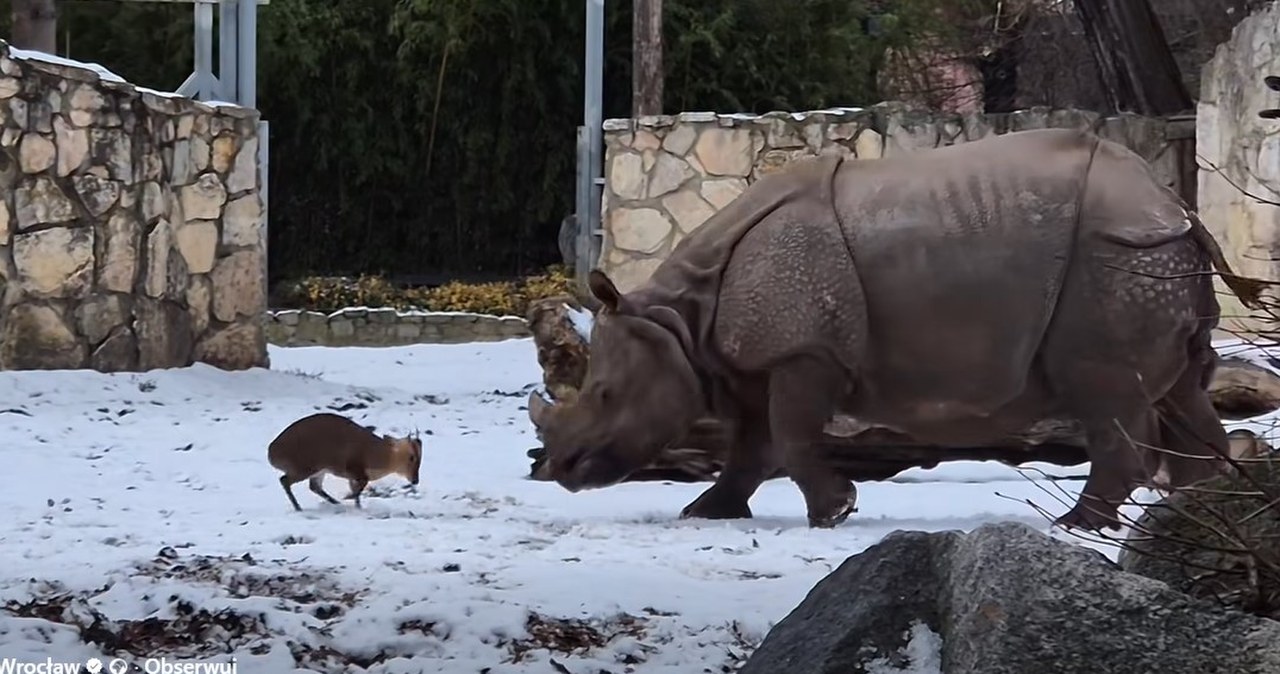 Mały mundżak kontra gigantyczny nosorożec. Nagranie z wrocławskiego zoo podbija sieć