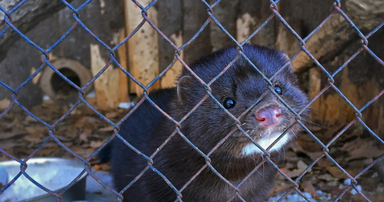 Jest decyzja Sejmu ws. zakazu hodowli zwierząt na futra