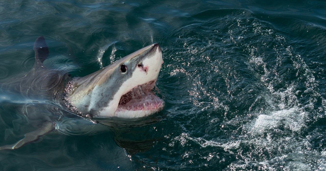 Znaleźli ciało. Kobieta padła ofiarą ataku rekina?
